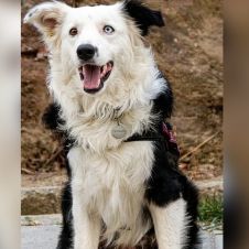 Perro rescatista en Venezuela emula a Frida tras sismos
