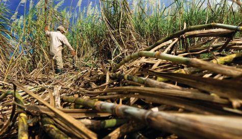 El objetivo principal de estas acciones es reducir de forma paulatina la dependencia de los agroquímicos comerciales.
