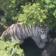 Tigre de Bengala