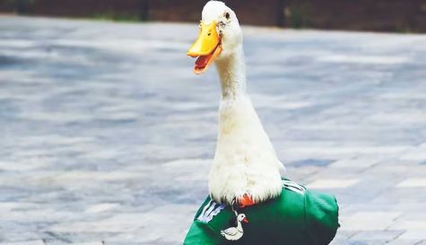 Ley Merlín: la propuesta que podría cambiar la forma de proteger a animales virales