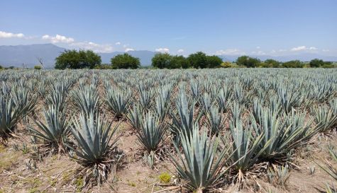 Producción de mezcal en Morelos alcanza 500 litros al mes | Foto por Salvador Rosas | Diario de Morelos