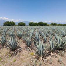 Producción de mezcal en Morelos alcanza 500 litros al mes | Foto por Salvador Rosas | Diario de Morelos