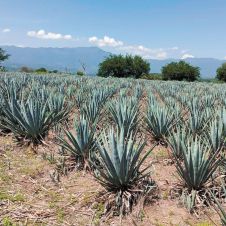 MEZCAL