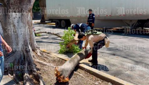 Rama daña un tractocamión