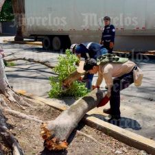 Rama daña un tractocamión Rama daña un tractocamión