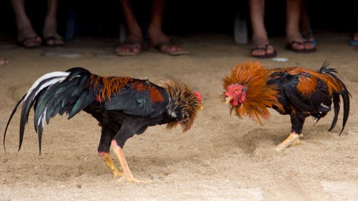 Peleas de gallos