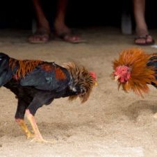 Peleas de gallos