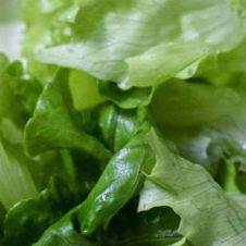 Lechuga mexicana