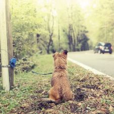 Perros
