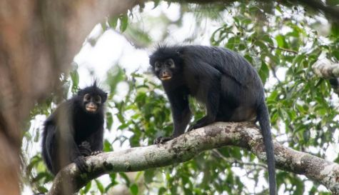Descubren nueva especie de mono en África