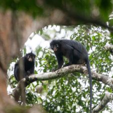 Descubren nueva especie de mono en África