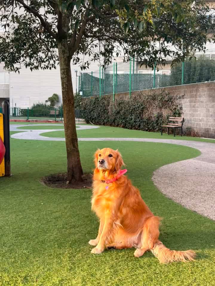 dia del perro 1
