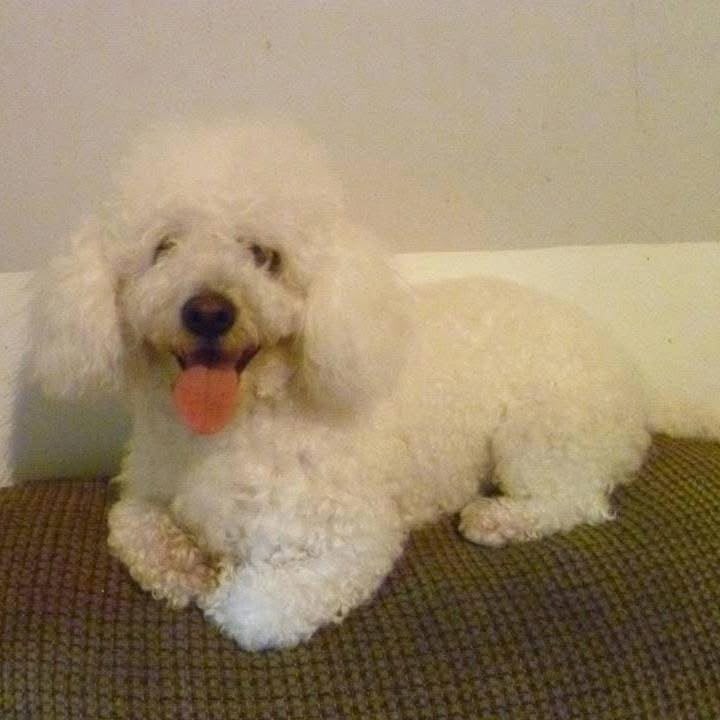 dia del perro 5