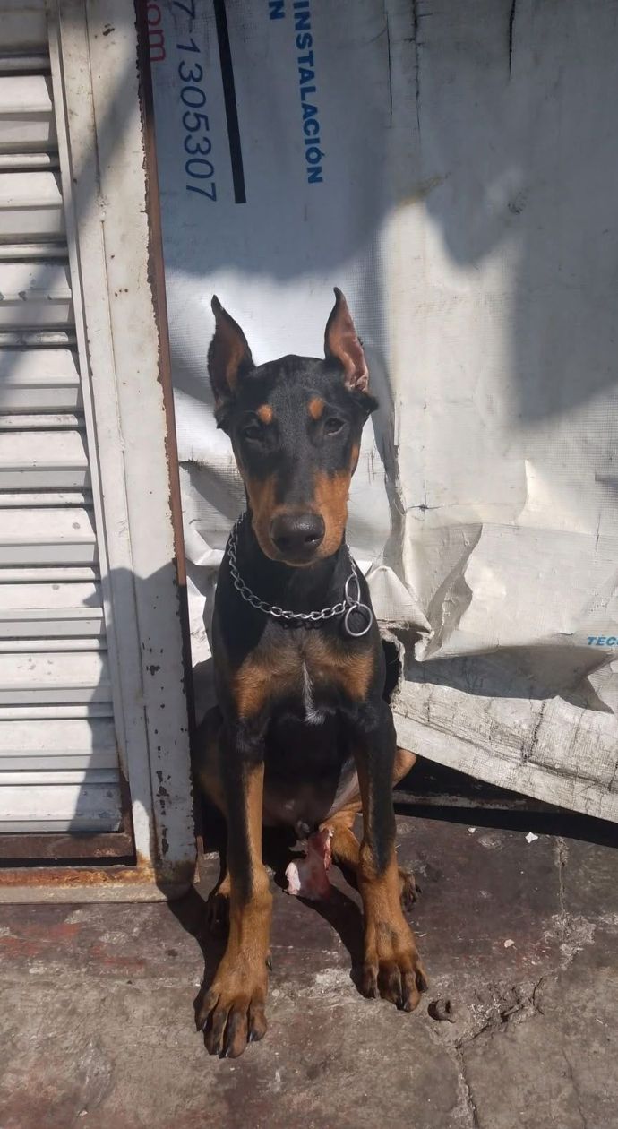 dia del perro 6