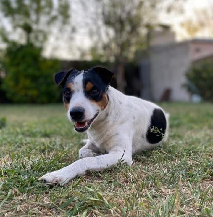 dia del perro 7