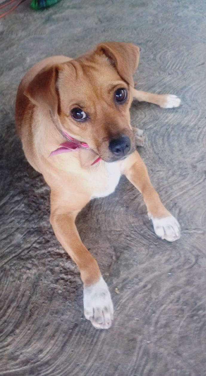 dia del perro 8