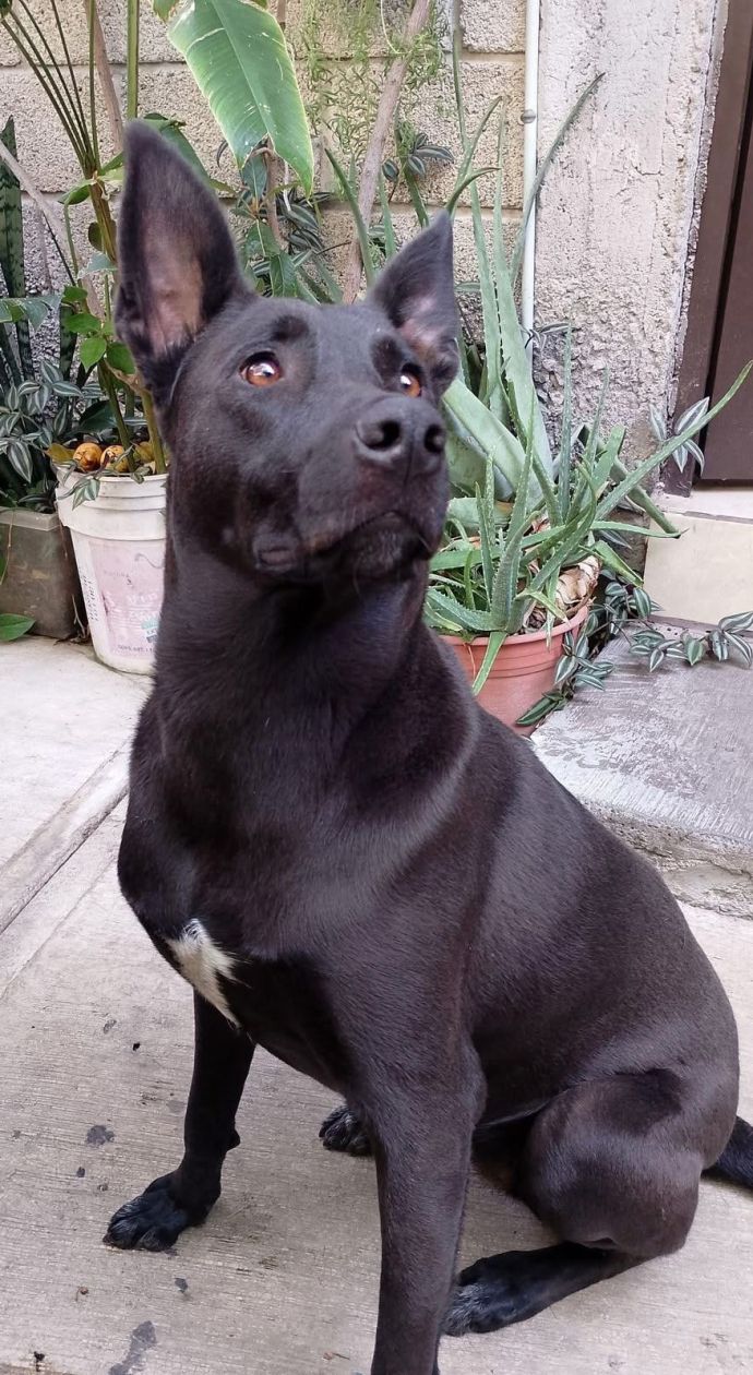 dia del perro 9