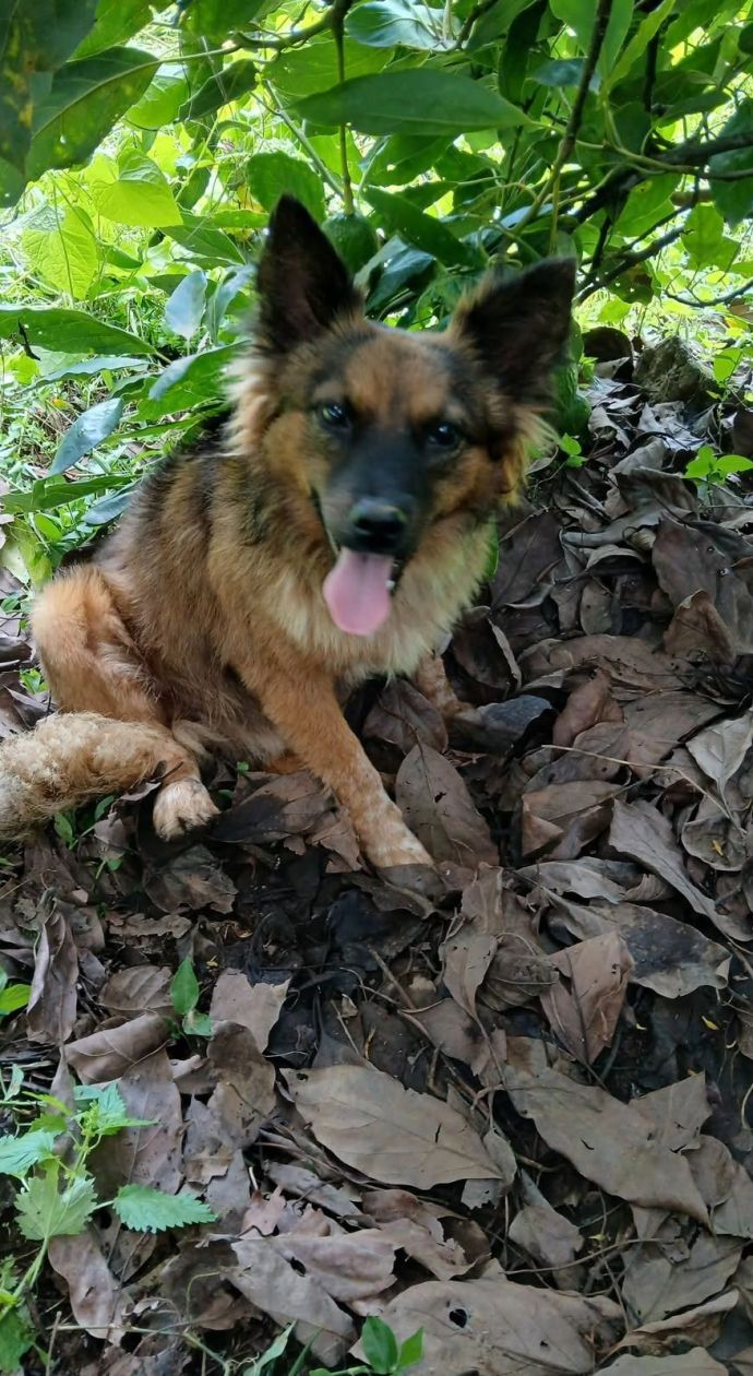 dia del perro 11