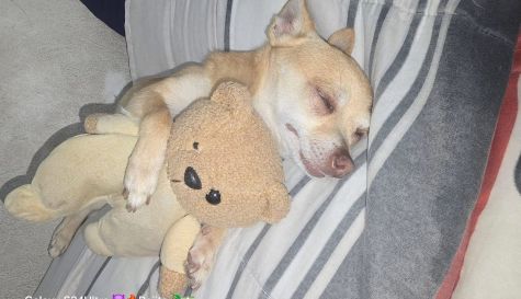 dia del perro 12