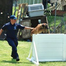 PERROS POLICIALES