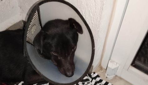Ataque de pitbull en Cuernavaca: Piden ayuda para salvar a Patitas