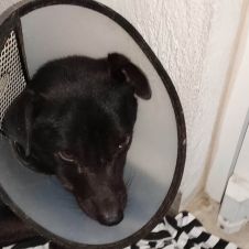 Ataque de pitbull en Cuernavaca: Piden ayuda para salvar a Patitas Ataque de pitbull en Cuernavaca: Piden ayuda para salvar a Patitas