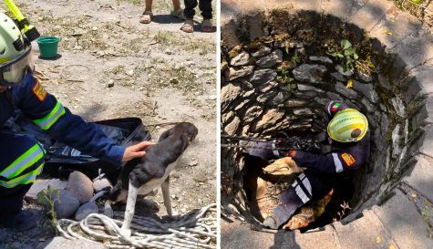 Rescate de perritos en Jojutla: caen a pozo y los salvan ilesos