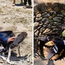 Rescate de perritos en Jojutla: caen a pozo y los salvan ilesos