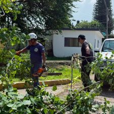 Caída de árbol en Cuautla moviliza a bomberos en la Niño Artillero Caída de árbol en Cuautla moviliza a bomberos en la Niño Artillero