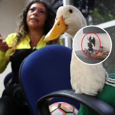Dueña del Pato Merlín causa polémica por altar a Baphomet