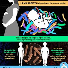 Obesidad estudios