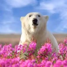 ¿Por qué los osos polares no son blancos? La ciencia explica su verdadero color