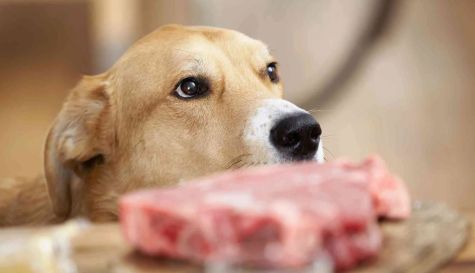Corea del Sur prohíbe el consumo de carne de perro