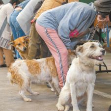 Equipos de la SDS y asociaciones civiles aplicaron 200 intervenciones gratuitas en favor del bienestar animal y la salud pública.