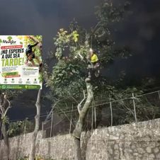 Tala de árboles y negocio en Cuernavaca