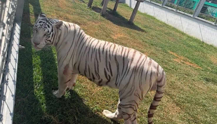 Zoológico clandestino con 135 animales exóticos y 68 mil litros de diésel ilícito en Tamaulipas.