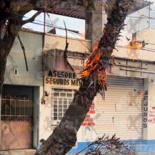 Arbol incendiado