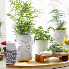 PLANTAS.jpg
