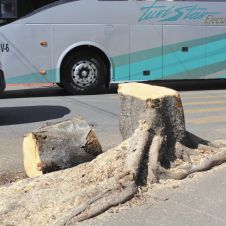 Denuncian posible envenenamiento y tala de árbol en Cuernavaca