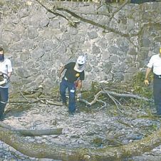 proteccion-civil-arboles-caidos.jpg