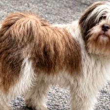 Oreo perrito de Lomas de Atzingo ya aparece y regresa a casa