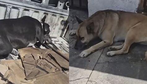 Perros retirados en Civac Jiutepec: PROPAEM exige informe al municipio