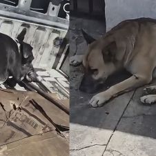 Perros retirados en Civac Jiutepec: PROPAEM exige informe al municipio