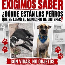 perros de jiutepec