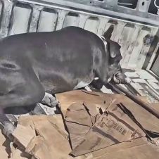 Perritos Jiutepec