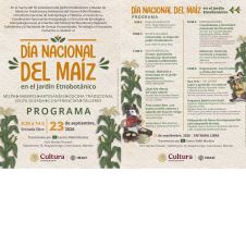 Festejo al maíz