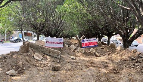 Árboles de avenida Teopanzolco siguen dañados tras obra clausurada