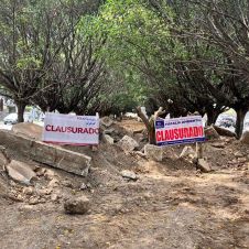 Árboles de avenida Teopanzolco siguen dañados tras obra clausurada