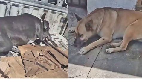 perros