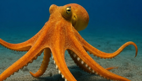 Pescador pelea con pulpo en la cara: video viral desata debate